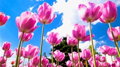 Pink tulips