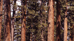 Pinus ponderosa 1942 july