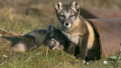 Pipes baby animals foxes