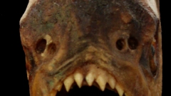Piranha face high