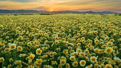 Plain California Wildflowers