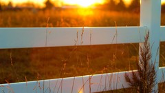 Plain sunny fences