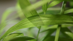 Plant leaf nature pflanze