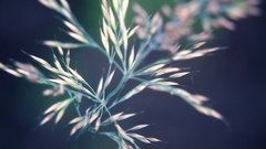 Plant macro grass field