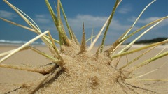 Plant sand sky nature