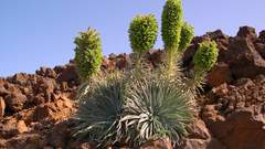 Plante la palma Landscapes