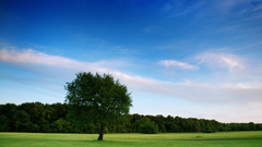 Plants alone tree nature