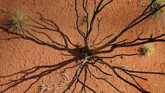 Plants Australia bing deserts