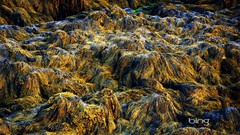 Plants bay Canada bing seaweed Nova Scotia
