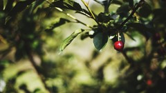 Plants Berries berry flora