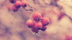 Plants Berries depth of field