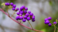 Plants Berries depth of field