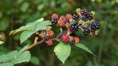 Plants Berries fruits