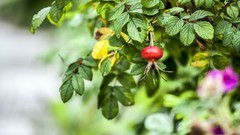 Plants Berries rosehips