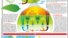 Plants biology infographics photosynthesis