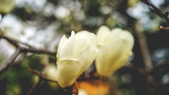 Plants blossoms flora