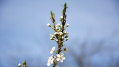 Plants blue background Flowers outdoors