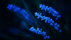 Plants blue flowers depth of field