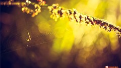 Plants bokeh sunlight spider