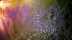 Plants bokeh Wildflowers depth of field