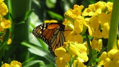 Plants Butterflies nature Flowers