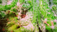 Plants cactus