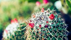 Plants cactus depth of field cactus flowers
