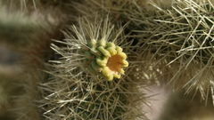 Plants cactus flower