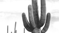 Plants cactus flower