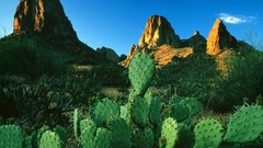 Plants cactus Landscapes nature