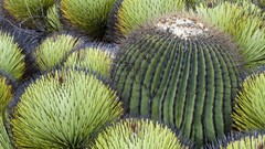Plants cactus Mexico deserts