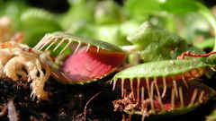 Plants carnivorous vegetation