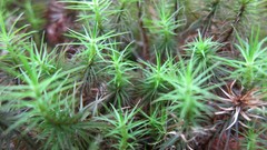 Plants close-up