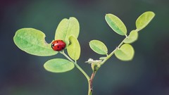 Plants close-up insects ladybirds