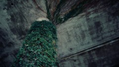 Plants concrete architecture vines