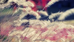 Plants depth of field