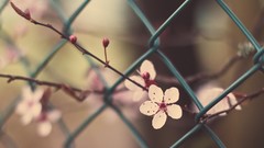 Plants depth of field