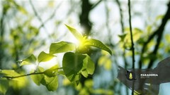 Plants Desktopography