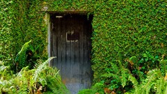 Plants doors artwork