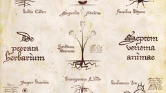 Plants drawings artwork digital art fantasy art