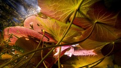 Plants Earth underwater lakes national geographic lily pads