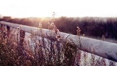 Plants fences sunlight