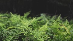 Plants Ferns