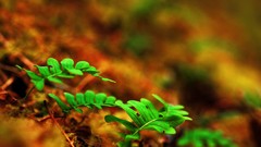 Plants Ferns depth of field