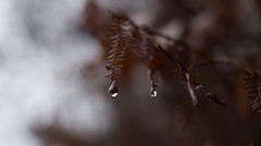 Plants Ferns water drops blurred background