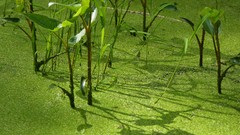 Plants flora ponds