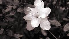 Plants flower black white