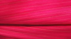 Plants flower petals Textures