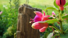 Plants Flowers blurred red flowers leaves Garden Green red