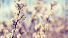 Plants Flowers nature bokeh